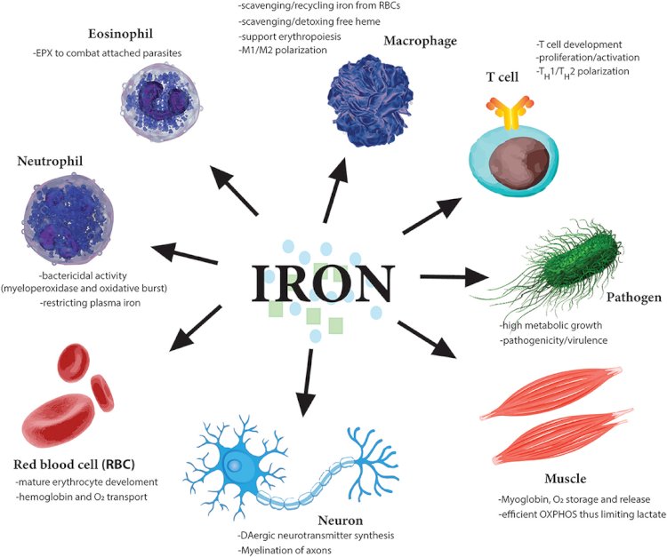 Reasons why Iron deficiency may lead to a weaker immunity