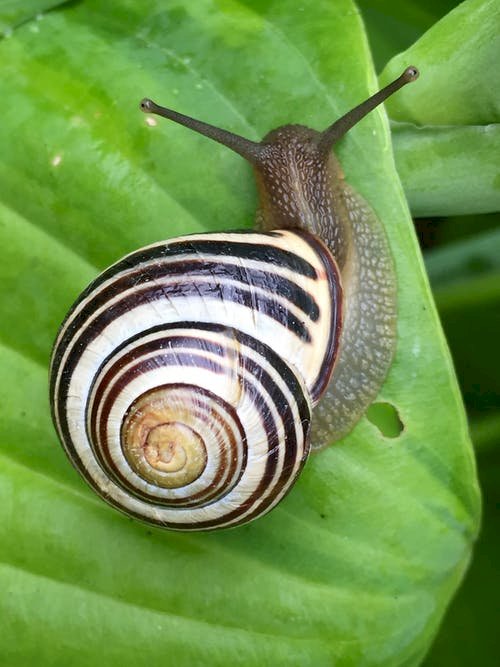 Health Benefits of Snails