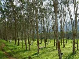 CAMEROON: HEVECAM RUBBER PLANTATION PROMISE JOBS TO YOUTHS